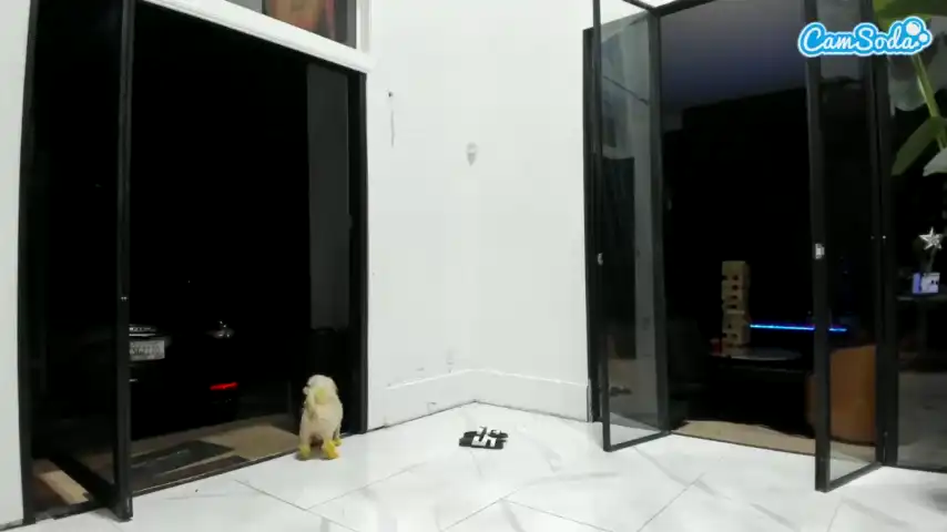 Jamaicatreat – [Camsoda] Incredible Women Dick Anal – 2025-12-15 02:47:53